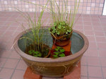 睡蓮鉢に鉢を寄せる.jpg