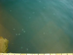 旅先のクラゲ.jpg