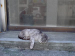 旅先の猫.jpg